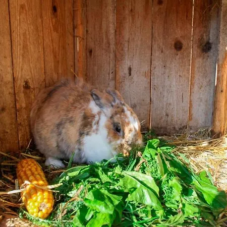 Beim Appertinger Çiftlik konaklama Truchtlaching